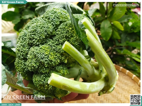 Bông lơ xanh còn cuống lá