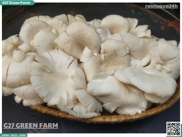 Nấm bào ngư trắng