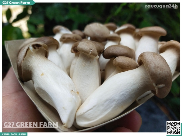 Nấm đùi gà baby