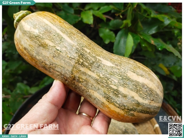 Bí đỏ hồ lô