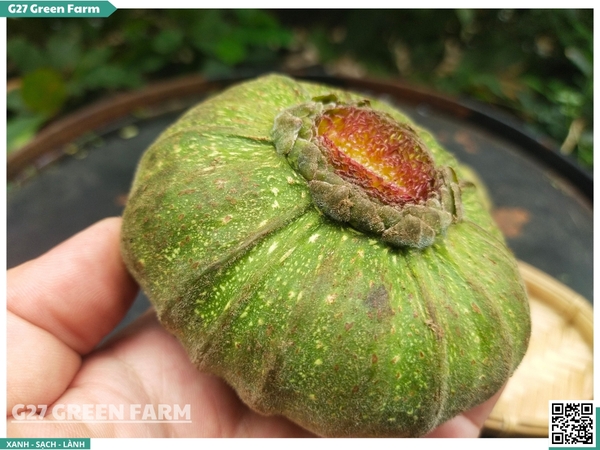 Trái vả