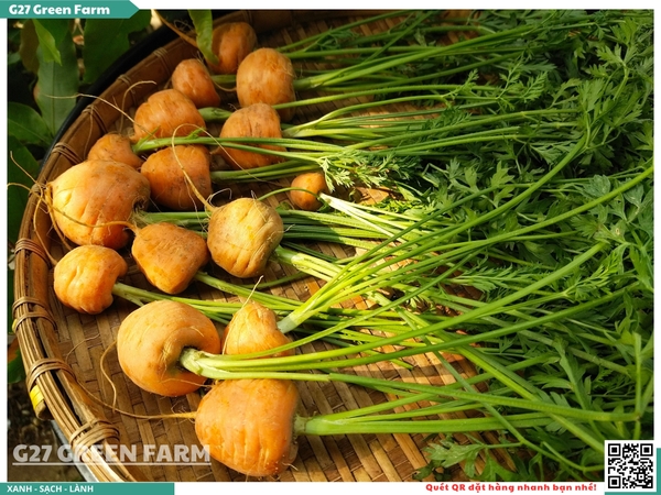 Cà rốt baby tròn