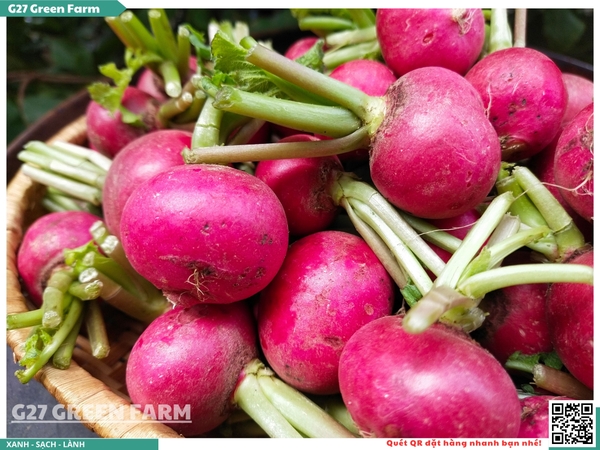 Củ cải đường