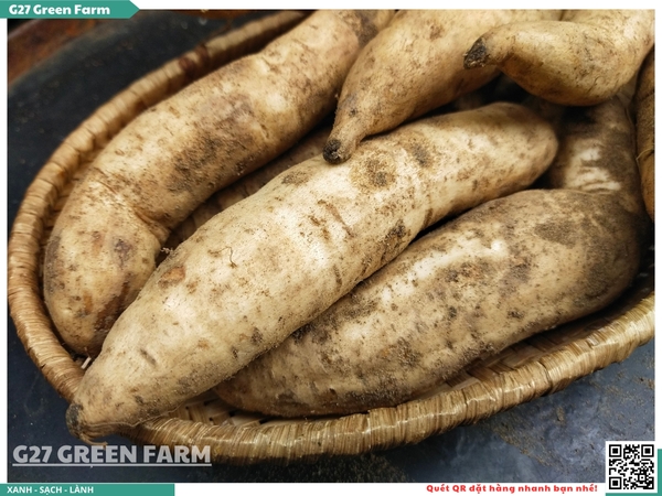 Khoai lang Sữa Thái