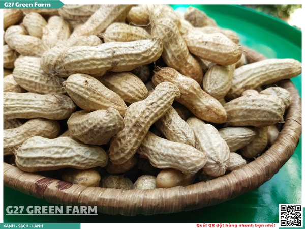 Đậu phộng tươi