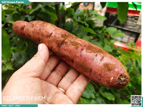 Khoai lang mật Tà Nung - Đà Lạt