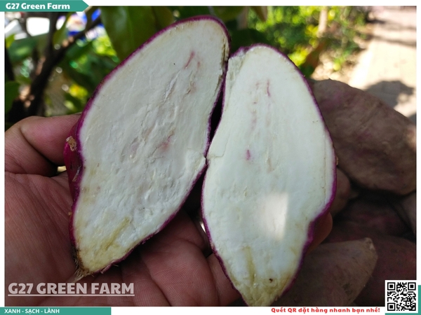 Khoai lang Như Ngọc