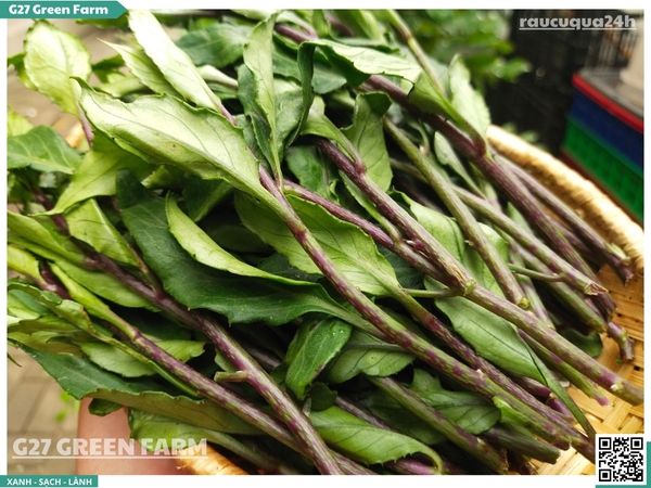 Rau rừng Gia Lai (Rau lủi, Bầu đất)