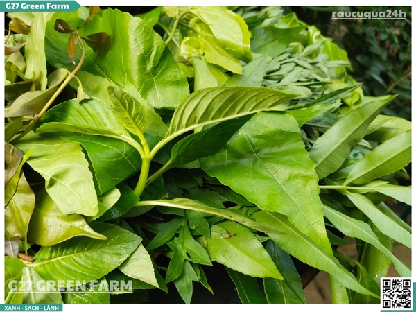 Rau rừng Tây Ninh