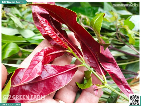 Sét lá xông giải cảm