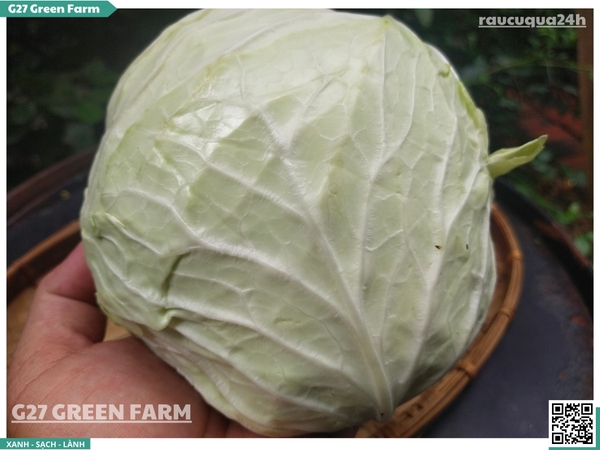 Bắp Cải Đà Lạt