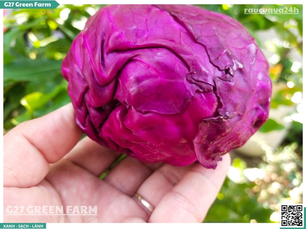 Bắp cải tím Baby 1 cây