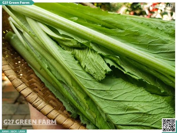 Cải Xanh (Cải Đắng / Mustard Greens)