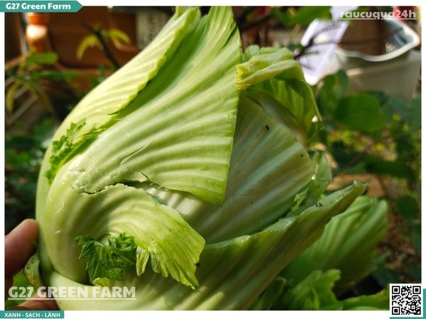 Lõi cải sậy (Cải muối dưa) 1 cây