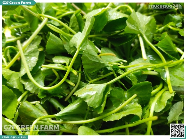 Rau má lá nhỏ (rau má ta) 300g