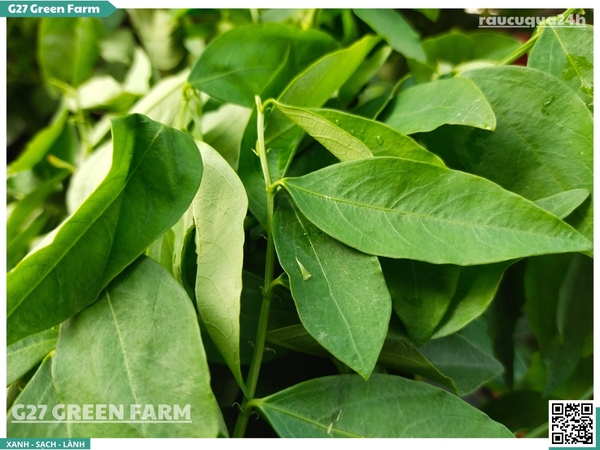 Rau ngót (bồ ngót) 300g