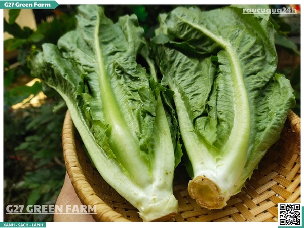 Xà lách Romaine 300g