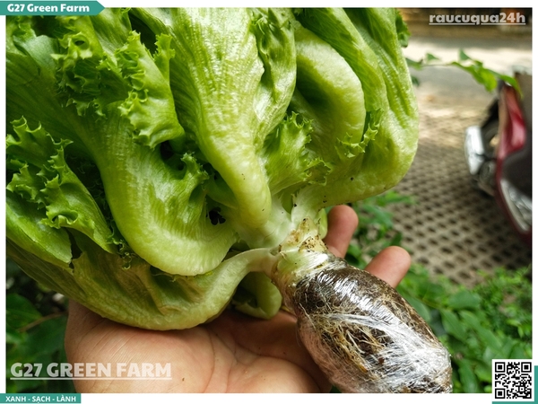 Xà lách thuỷ tinh