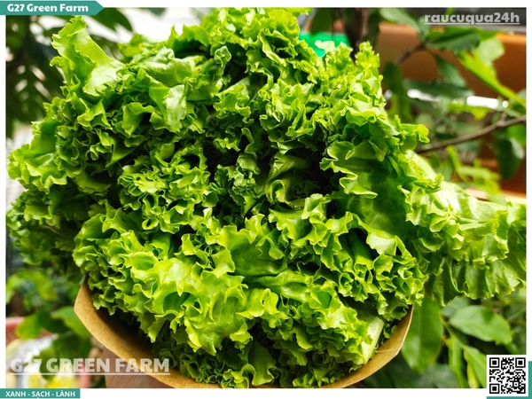 Xà lách xoăn (lô lô xanh) 300g