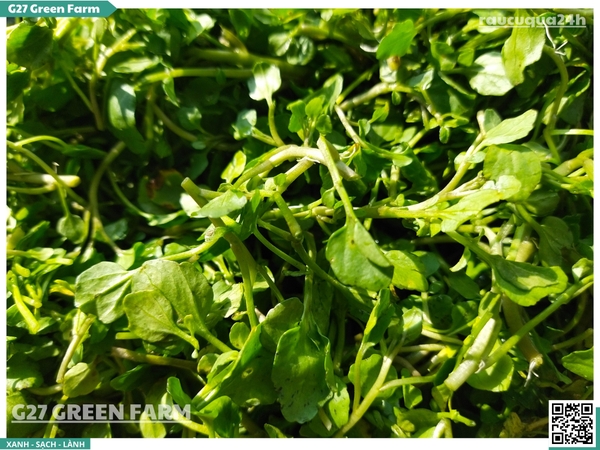 Xà lách xoong nhuyễn