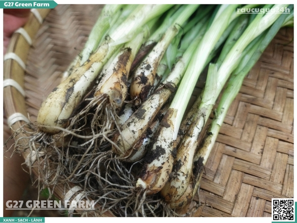 Hành hương (Hành đất) Đà Lạt