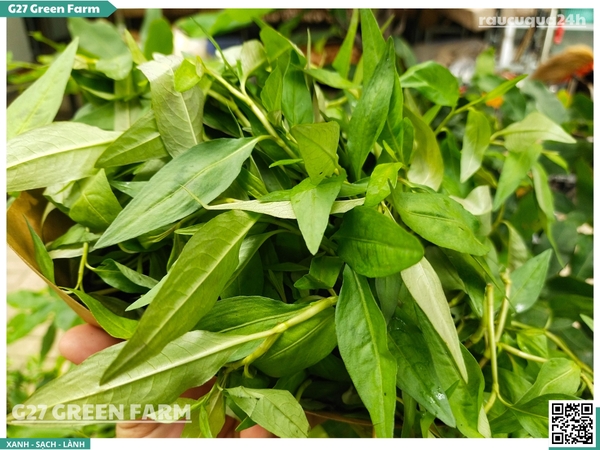 Rau răm miền Tây