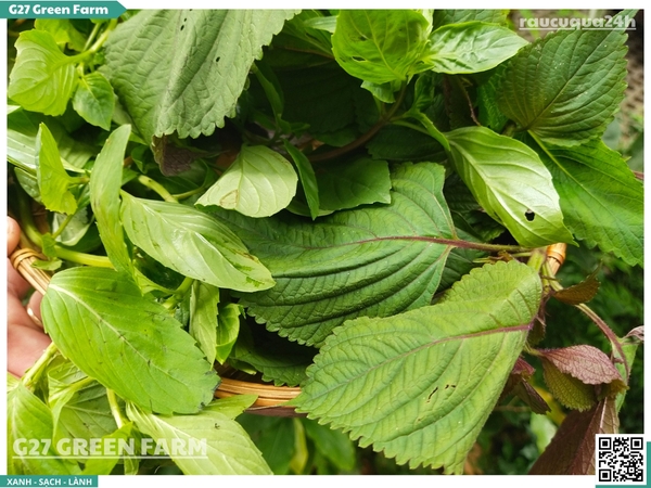 Rau thơm mix (tổng hợp) 100g