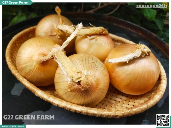 Hành tây size Cồ
