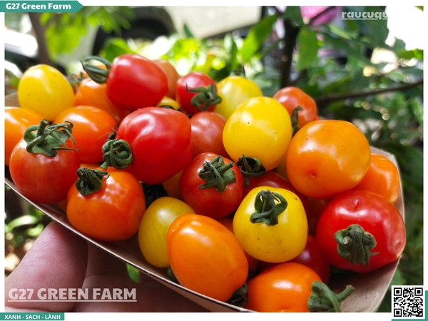 Cà chua cherry táo