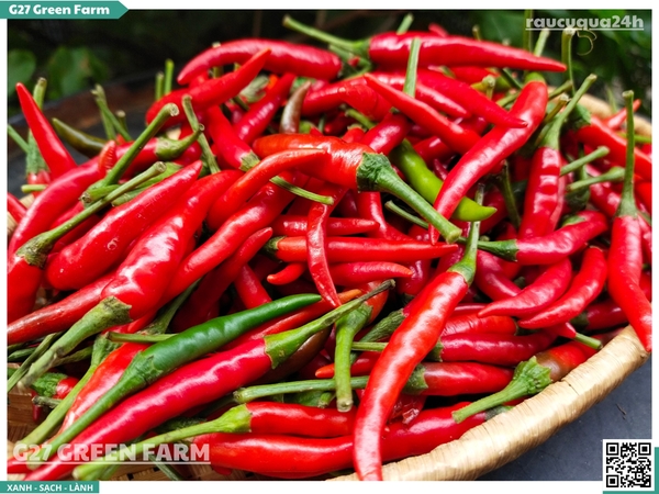 Ớt chỉ thiên đỏ