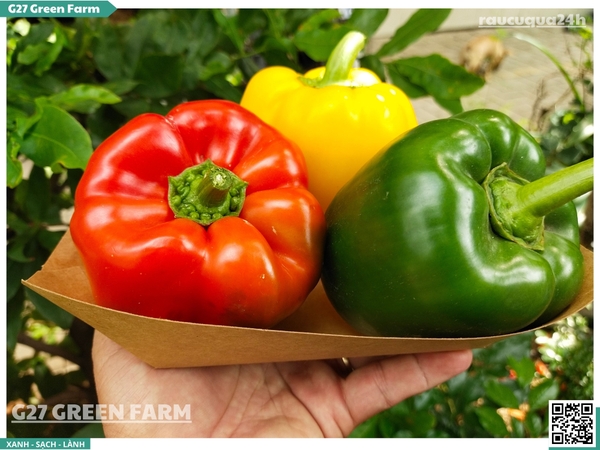Ớt chuông 3 màu (mix đỏ, vàng, xanh)