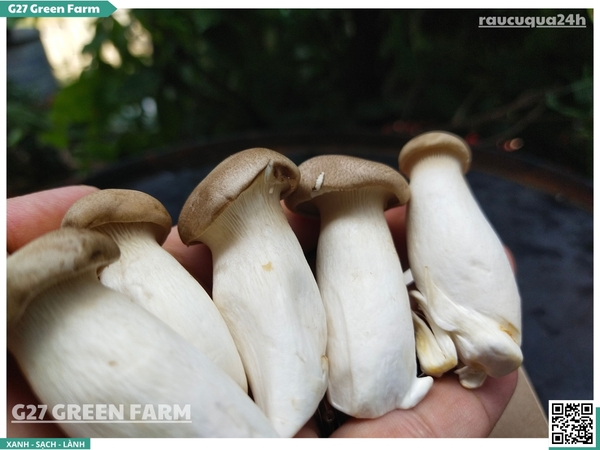 Nấm đùi gà baby 200g