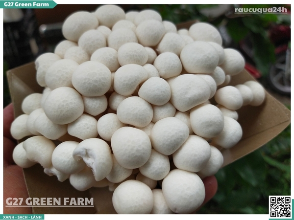 Nấm linh chi trắng