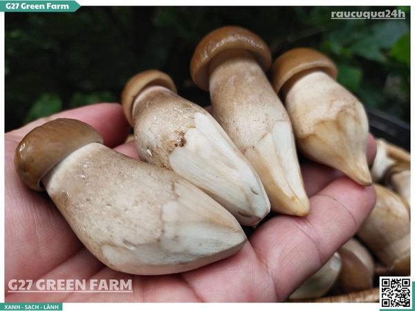 Nấm mối đen vip