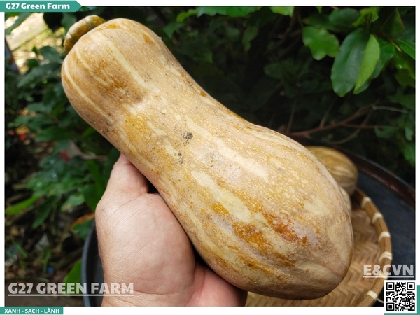 Bí đỏ hồ lô