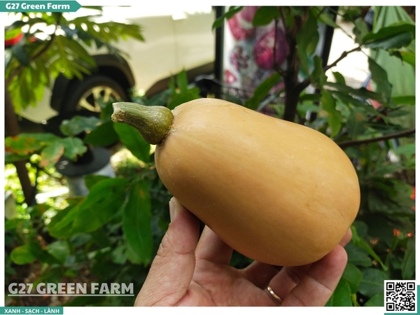 Bí hạt đậu (bí sữa)