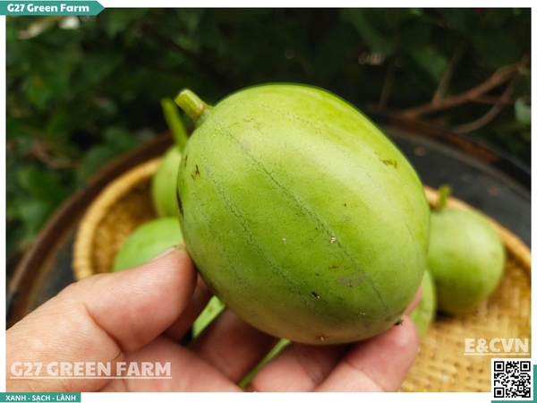 Dưa hấu non