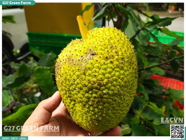 Quả Sa kê