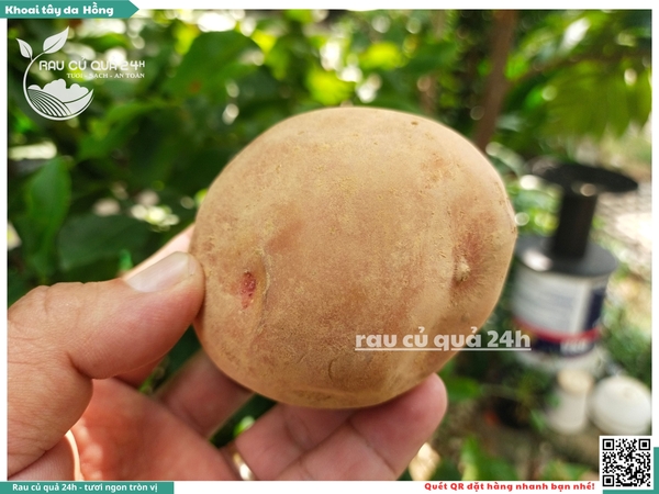 Khoai tây da hồng Đà Lạt
