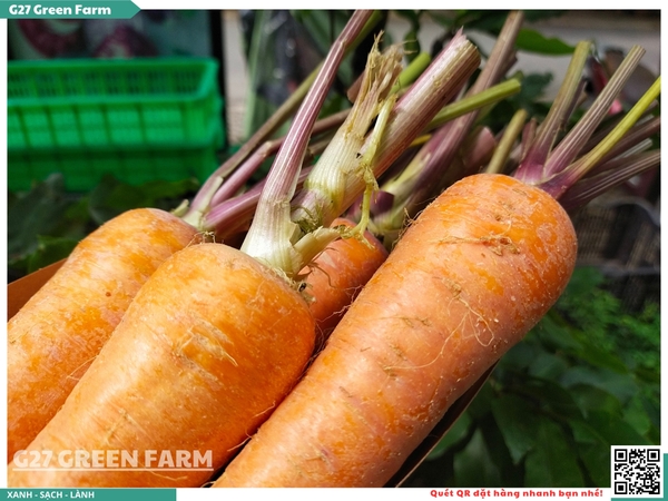 Cà rốt cuống tím