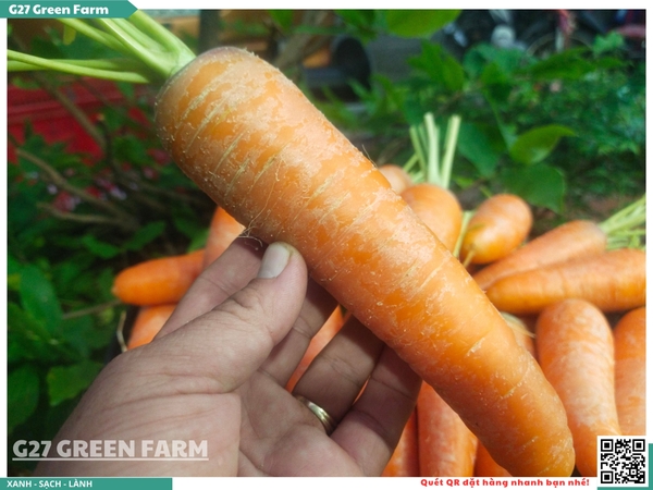 Cà rốt cuống xanh