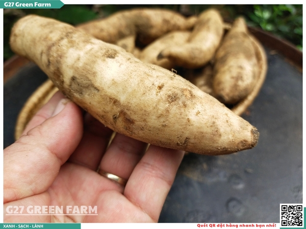Khoai lang Sữa Thái