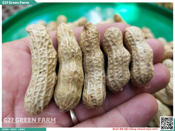 Đậu phộng tươi