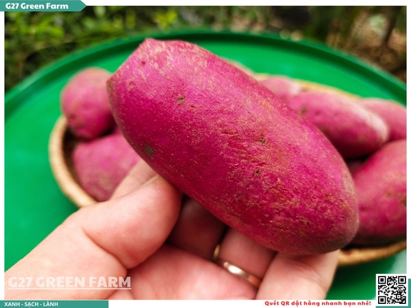 Khoai lang tím baby