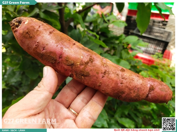 Khoai lang mật Tà Nung - Đà Lạt