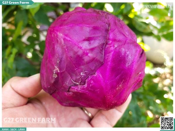 Bắp cải tím Baby