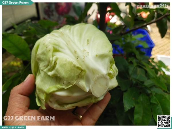 Bắp cải trái tim