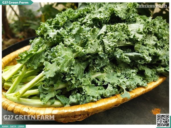 Cải xoăn Kale