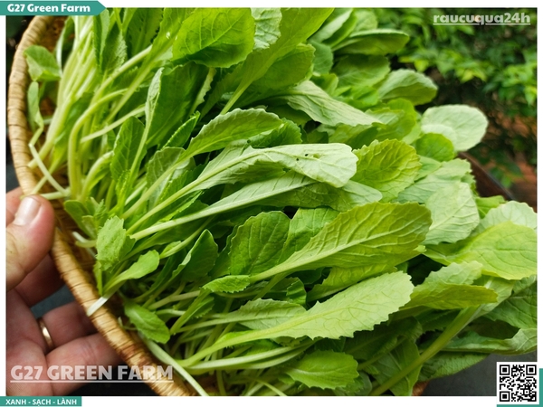 Rau Cải Xanh Con (Baby Mustard Greens)