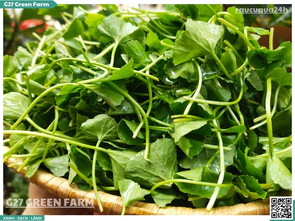 Rau má lá nhỏ (rau má ta)